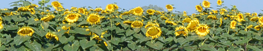 Sunflower - Bothaville, South Africa