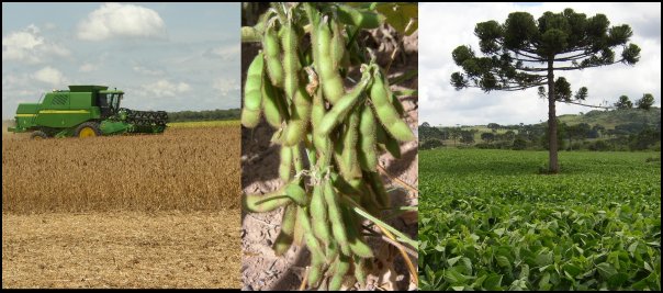 Harvesting early season soy in Mato Grosso; Soy yields looking good; Flowering soybean field in Rio Grande do Sul.