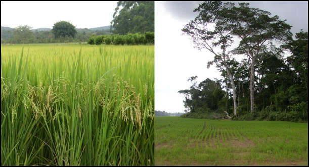 Irrigated high-yielding rice in Santa Catarina; Rain-fed rice on new farmland in Santarem region 