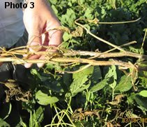 Sclerotinia affected soybean plant shows withered looking stem.