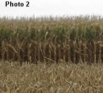 Corn yielding 10 - 12 tons per hectare in Venado Tuerto.