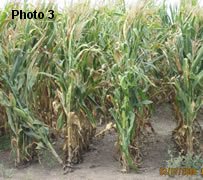 Corn near Tres Arroyos was damaged by frost and dryness.