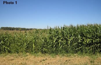 Some corn in Tandil was stunted by frost, as shown on the left, while some corn in the same field was killed and needed to be replanted.