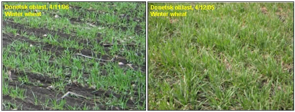 In Donetsk oblast in southern Ukraine, winter grain fields were unusually thin and generally in worse condition than fields observed at the same date last year.  Farmers attributed the weak stands this year chiefly to unfavorably dry conditions during fall establishment. 