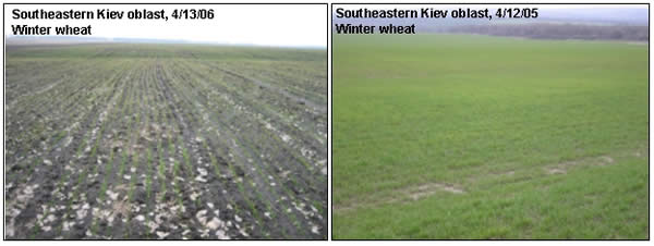 In Kiev oblast in north-central Ukraine, winter grain fields were in generally poor condition, and noticeably worse than at the same date last year.  Farmers indicated that crop development was several weeks behind normal due to dry establishment conditions last fall and cool March weather. 