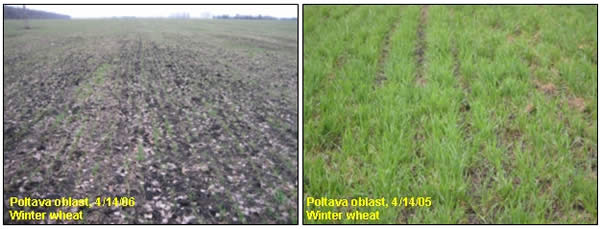 In Poltava oblast in eastern Ukraine, winter grain fields were in consistently worse conditions than at the same date last year.  Stands were uneven due to poor emergence and crop development was noticeably behind last year. 
