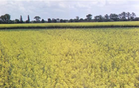 flowering rapeseed picture