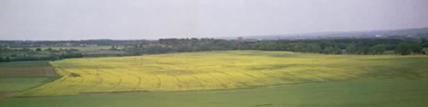 Rapeseed Picture