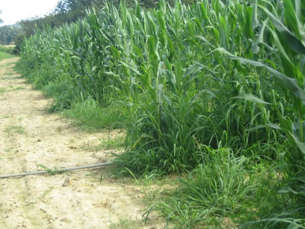Corn in southwestern France