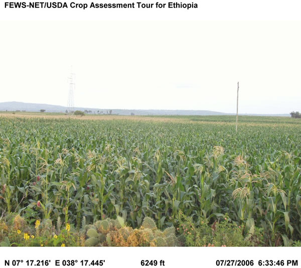 Photo showing large corn fields planted by oxen.