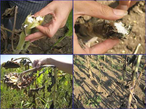 Damage to plants from over planting field with sunflower