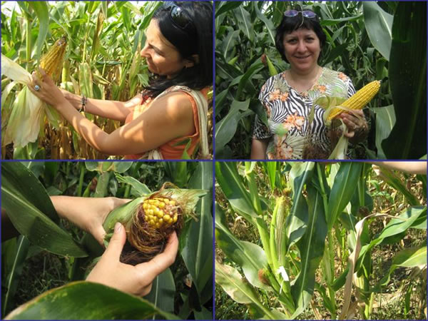 Corn ears in Bulgaria, Mid-August 2006