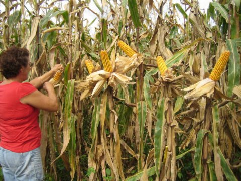 Photo of high-yielding corn in central Parana