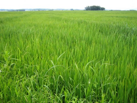 Photo of irrigated rice field.