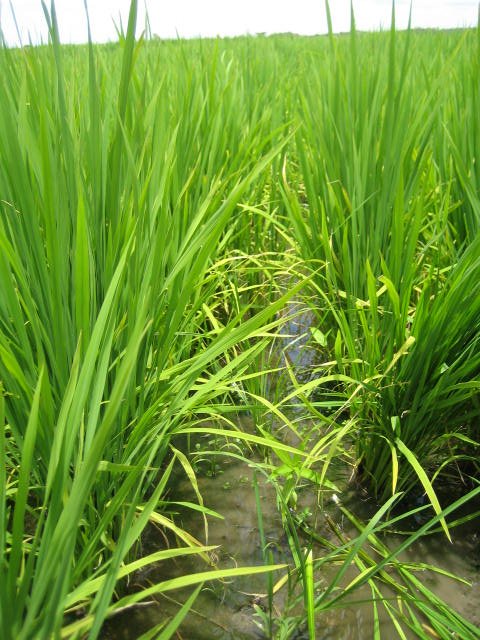Close-up photo of irrigated rice in Rio Grande do Sul.
