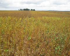 Soybeans near harvest in Mato Grosso