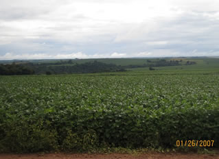 Photo of healthy soybean field in Parana.