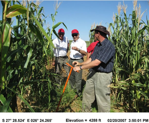 Corn field near Bothaville with decent yields because compacted topsoils were broken 1-meter deep for deep root penetration.