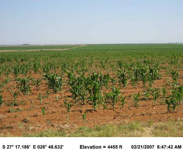 Other corn fields located near Bothaville failed in March due to late planting date and prolonged dryness with heat waves.
