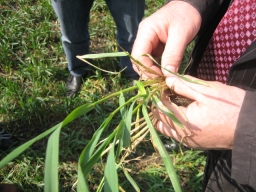 Mild winter weather resulted in excessive vegetative growth for winter grains.  This farmer in Dnipropetrovsk is pointing out the extra stems that can compete with the primary stem. 