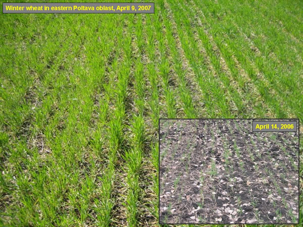 Winter wheat conditions in mid-April were very good throughout central and southern Ukraine.  Emergence and establishment were much better than at the same time last year, when crop development was hampered by excessive fall dryness and cool spring weather. 