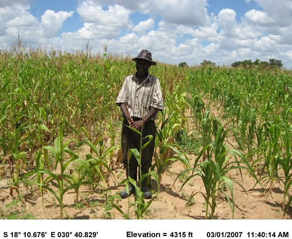 Late-planted corn in late-December (slightly southwest of Harare) could not survive dry periods from January and February.
