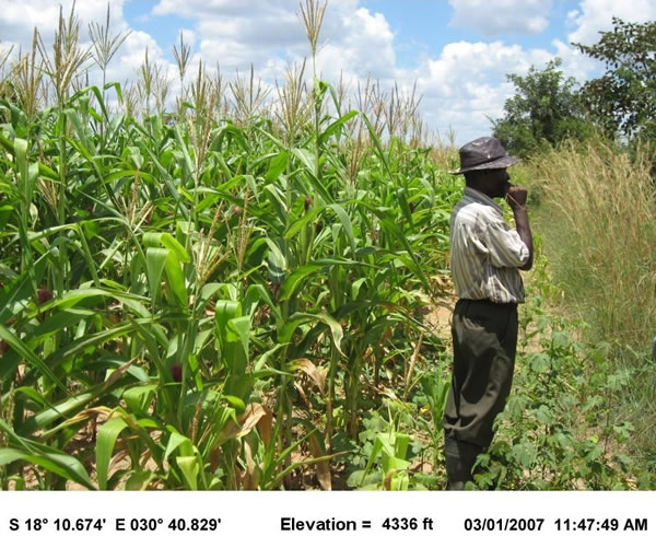 Early-planted corn in late-November (slightly southwest of Harare) was able to survive dry periods during February and March due to deep roots utilizing soil moisture.