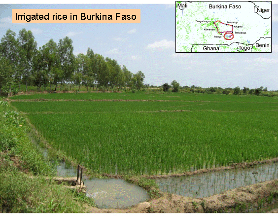 Irrigated rice in Burkina Faso
