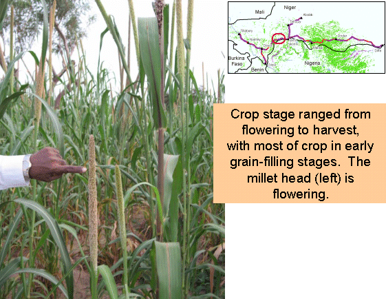 Millet in flowering stage