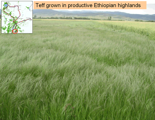 Teff grown in highlands