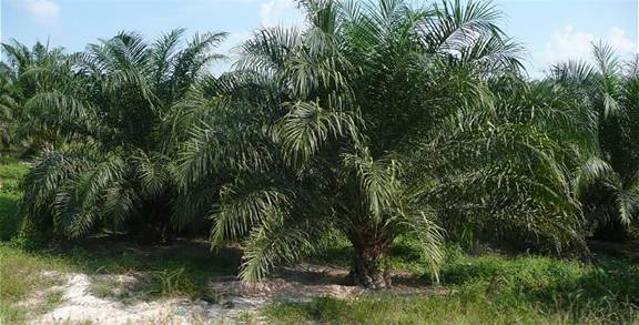 Young Oil Palm Indonesia Plantation