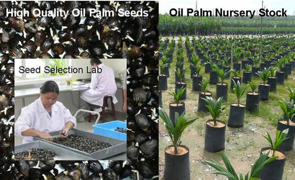 Oil Palm Seeds and Nursery Stock