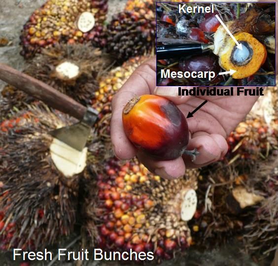 FFB and fruitlet