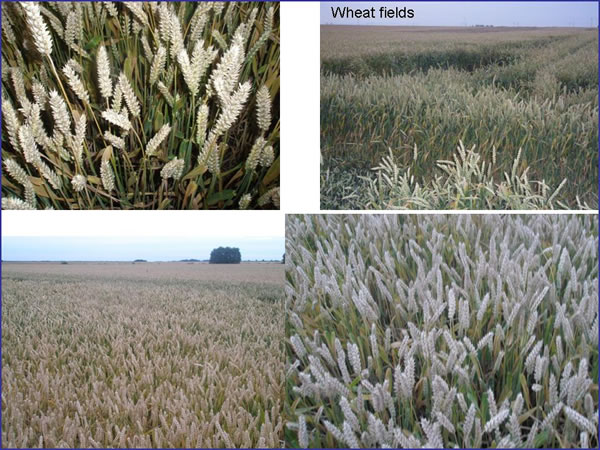Wheat crop