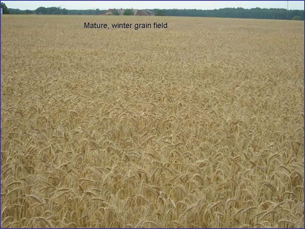 Mature, winter grain field