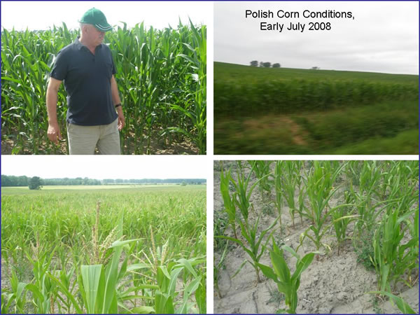 Varying Corn Conditions in early July