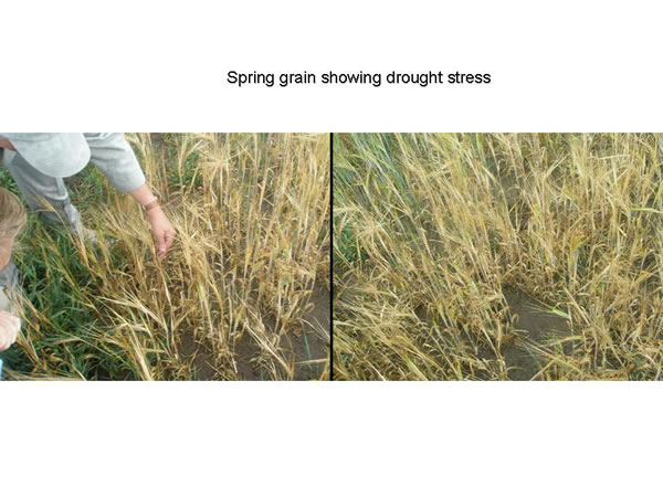 Spring grains in poor condition