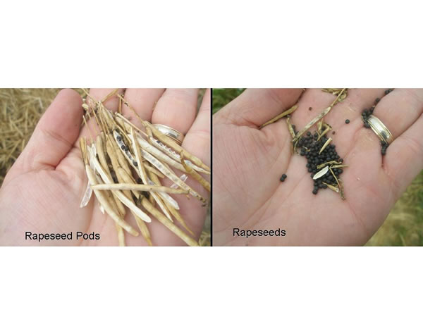 Rapeseed pods and rapessed