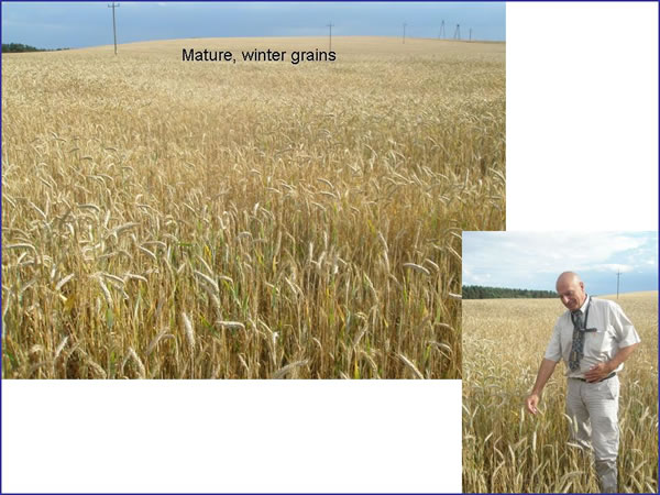 Picture of mature, winter grains