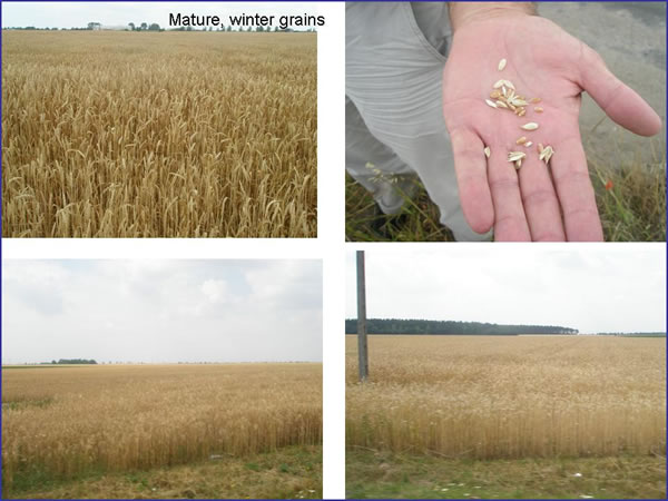 Mature, winter grains