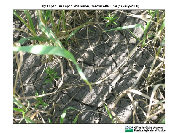 Persistent dryness in Altai Krai has reduced available soil moisture.