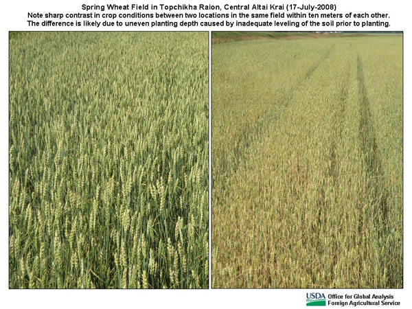 Uneven planting depth, caused by inadequate leveling of the soil prior to planting, can occasionally result in sharp differences in crop conditions within the same field.