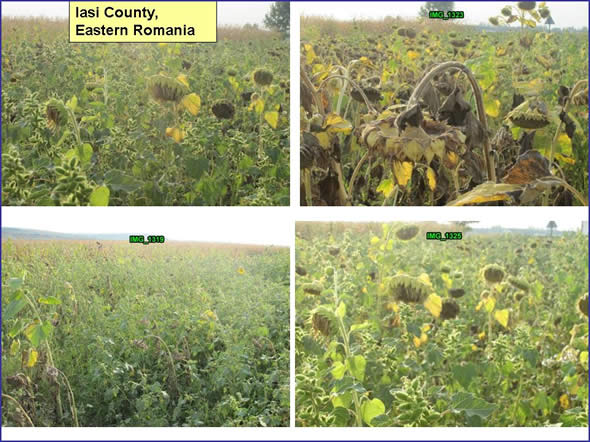 Weedy sunflower fields.  Iasi County, Northeast Romania.