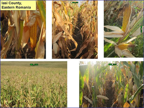Despite significant dryness during spring, late June/early July rainfall was critical but just in time.  Yields appeared surprisingly high.  Iasi Country, Eastern Romania.