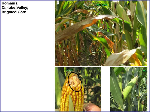 Corn on the Danube Plain. Because of the quality of the land and the availability of water, corn is planted repeatedly on this field with very good results. Husks were stripped from several ears of corn  revealing a worm on the tip of each ear.