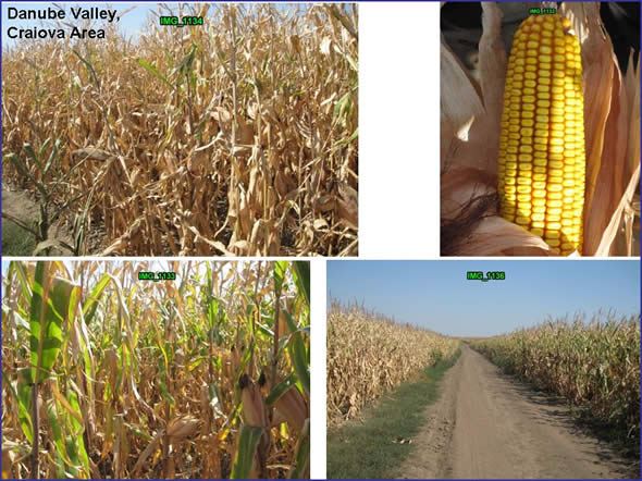 Corn in the Craiova area (west of Bucharest) was in very good condition. It was very advanced and drying-down during the visit