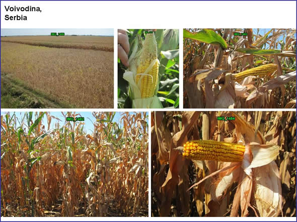Corn fields in Voivodina, Northern Serbia, Most were in excellent shape.