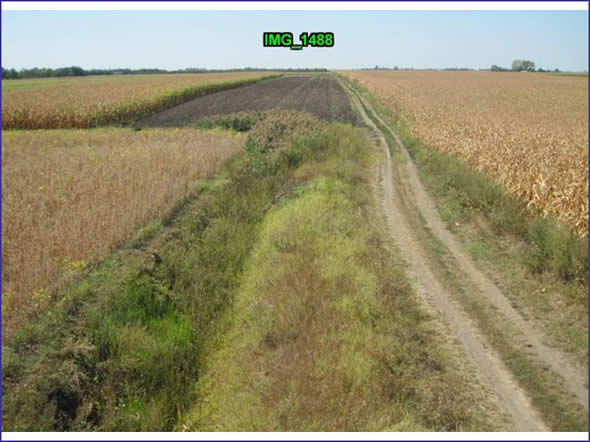 Corn fields in Voivodina, Northern Serbia.
