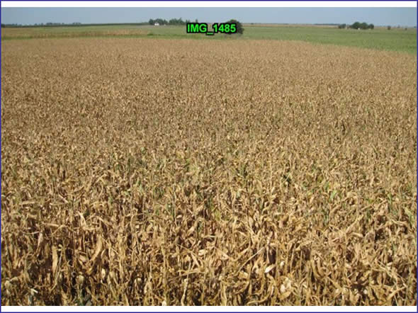 Corn in Voijvodina, Northern Serbia