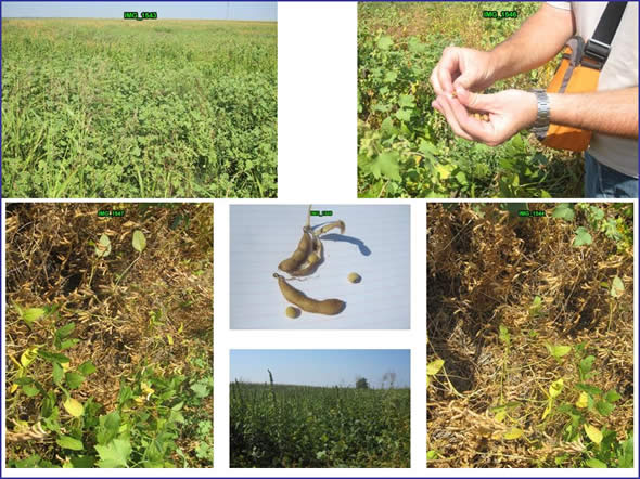 Soybeans in Voijvodina, Northern Serbia